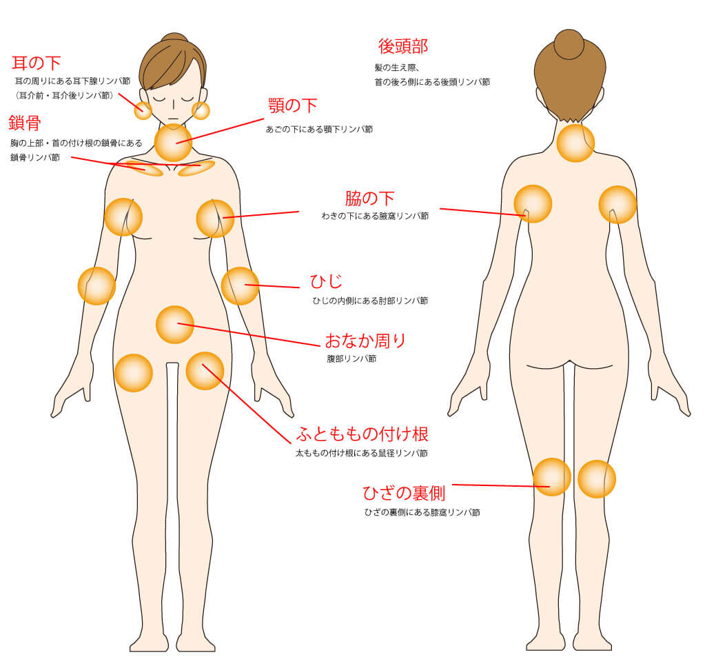 リンパとは？